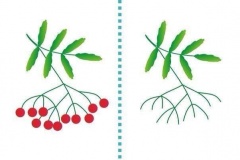 11822314_454344728068834_8777932713185795239_n