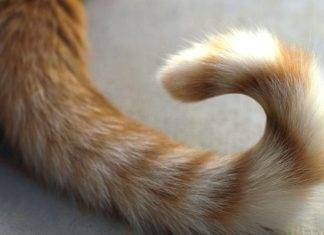 Ինչի՞ համար է կենդանիներին անհրաժեշտ պոչը