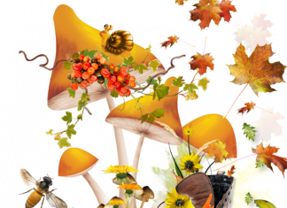 Ինչո՞ւ են աշնանը տերևները թափվում