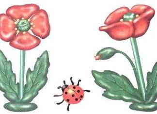 Պլաստիլինե կակաչներ