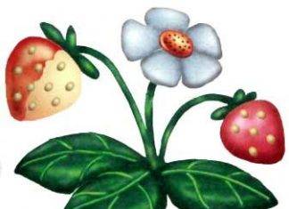 Պլաստիլինե ազնվամորի