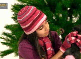 Նոր տարվա երգեր