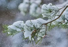 Ի՞նչ է ձյունը